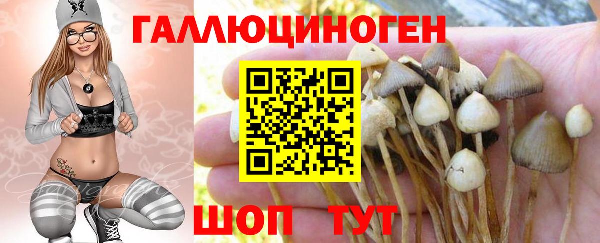 Псилоцибиновые грибы Cubensis Калуга
